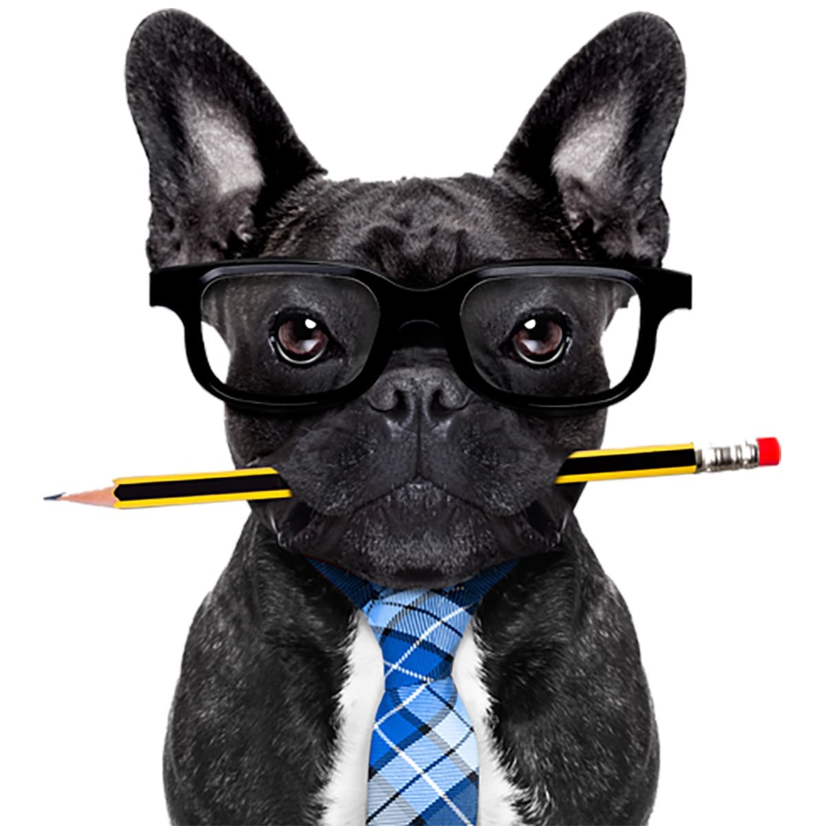 frenchie french bull dog with pencil