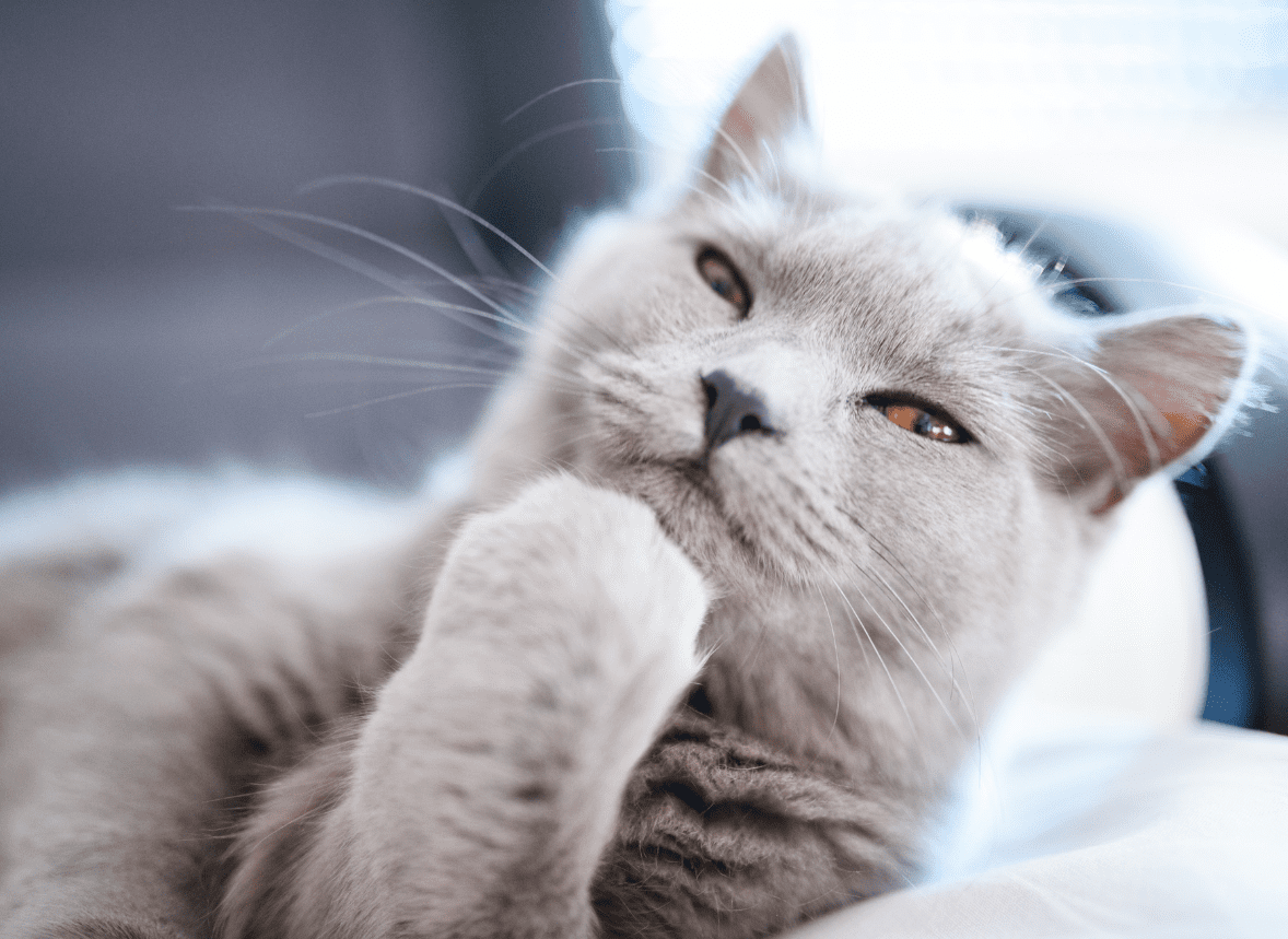 Thinking Cat